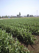 090510_yama_morokoshi