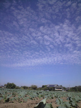 090911_yamaburo03
