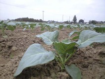 090921_buro_kita02 090921_buro_kita02