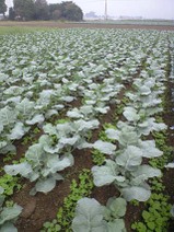 091007_buro_at_yokoze
