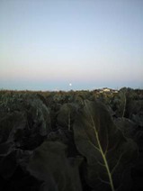 091103_mornig_moon01