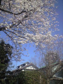 100408_sakurayousankaoku