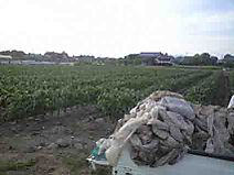 100509_yama_kataduke