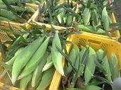 100621_corn_mirai