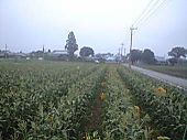 100628_kyoukaimae_mirai