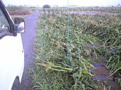 100702_after_thunderstorm01