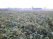 100702_after_thunderstorm02