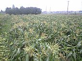 100704_minami_taore