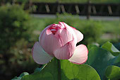 100708_lotus