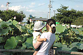 100708_lotusmeyouaco