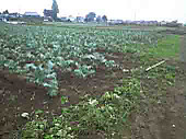 101005_kusa_at_yamakami