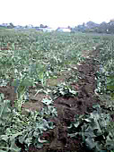 101025_stick01