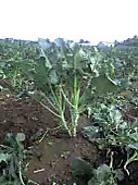 101025_stick02