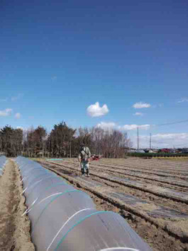 20110327_corn_at_minami_farm