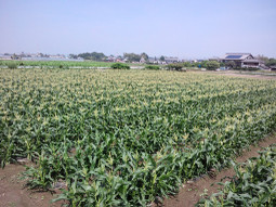 20110604_mirai_yama00