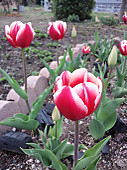 120419_tulips