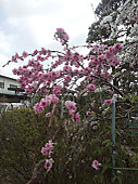 120419_flowers