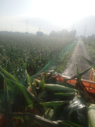 20140626_corn_farm