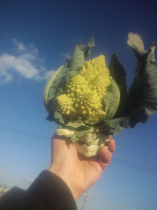 20150201_sages_romanesco