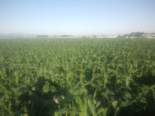 20150511_green_field