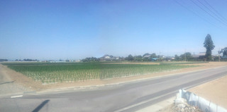 20150517_corn_farm