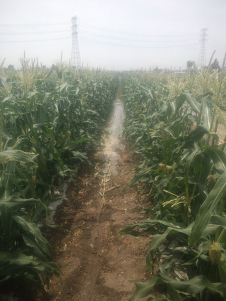 20150524_water_for_corn