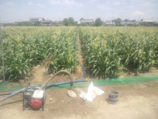 20150525_corn_want_water