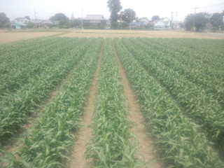 20150528_corn_at_charchmae