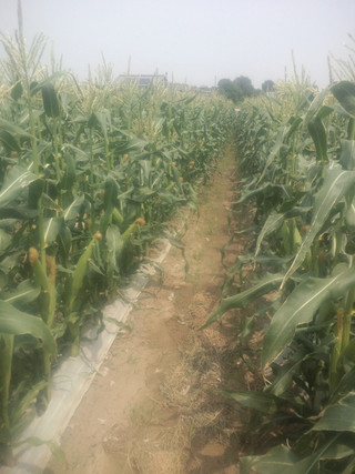 20150528_corn_at_yama