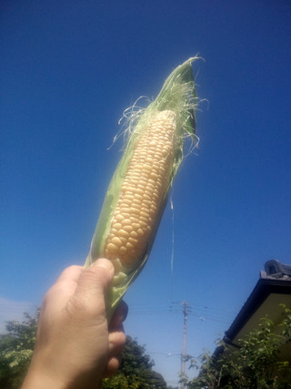 20150606_sg_corn_2