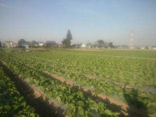 20151026_hakusai_farm