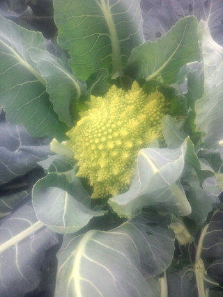 20151120_romanesco