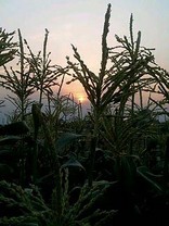 kyokaisanset kyokaisanset